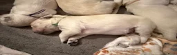 Golden Retriever dogs for sale: Pure Breed Golden Retriever - Advert 7