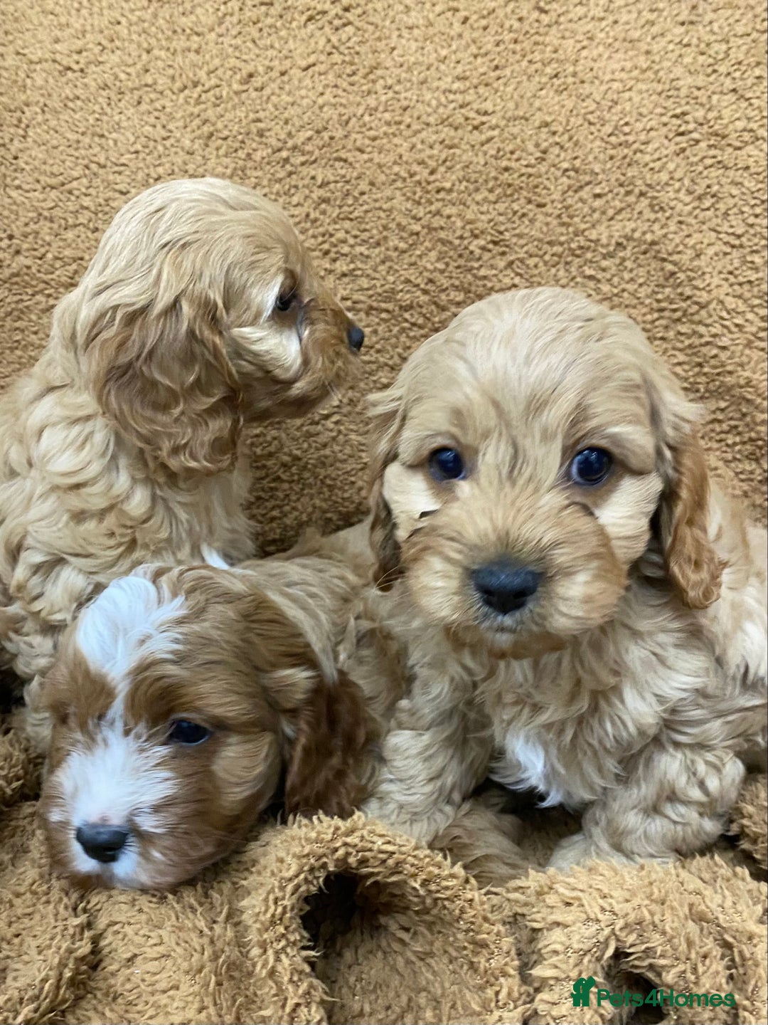 Cavapoo dogs for sale: F1 Cavapoo - Advert 2