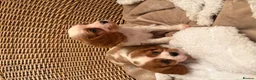 Cavalier King Charles Spaniel dogs for sale: DNA Clear KC Registered Cavalier Kcs Pups - Advert 20