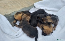 Border Terrier dogs for sale: Kc border terrier pups  - Image 7