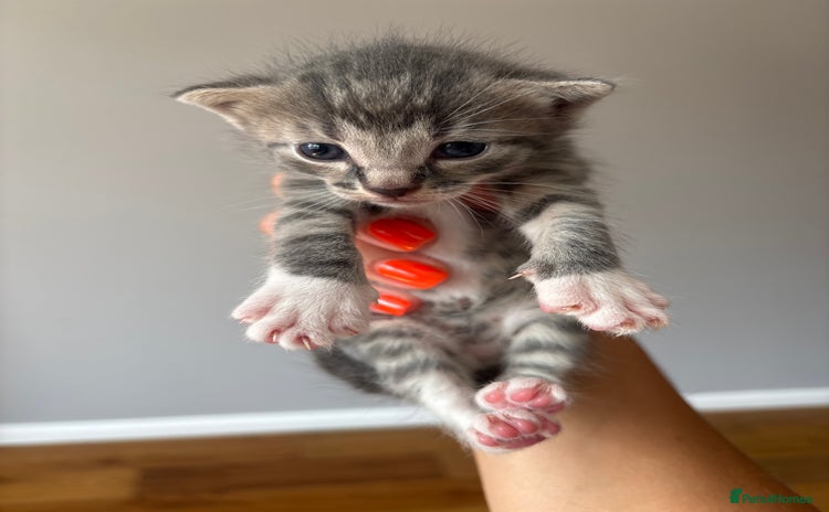 British Shorthair cats in Axbridge - Advert 13