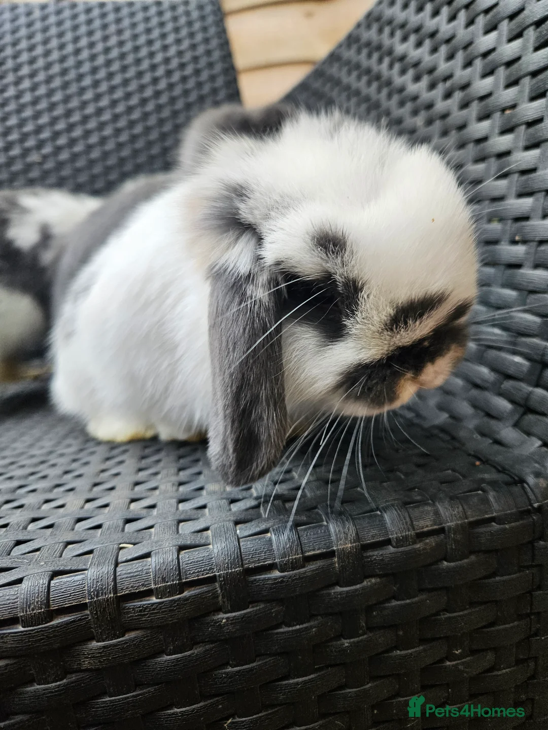 Mixed Breed rabbits for sale: Gorgeous bunnies need forever homes 💕 - Advert 4