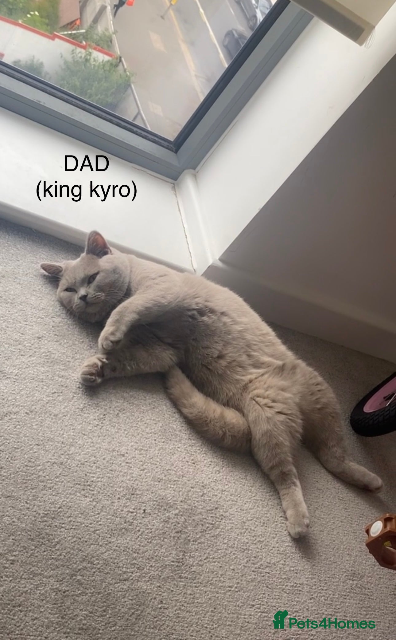 British Shorthair cats Male British shorthair  - Advert 2