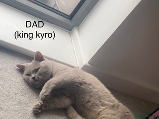 British Shorthair cats Male British shorthair - Advert 2