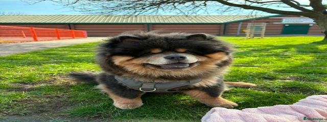 KOVU BEAR