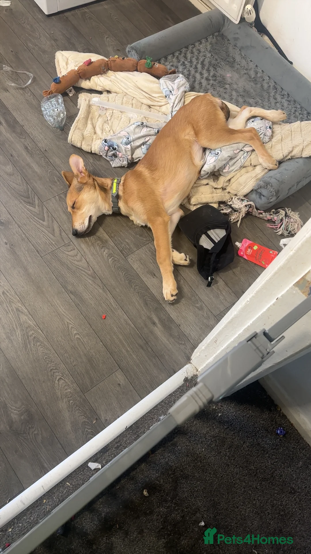 German Shepherd dogs for sale: Myla  in Hartlepool - Advert 4