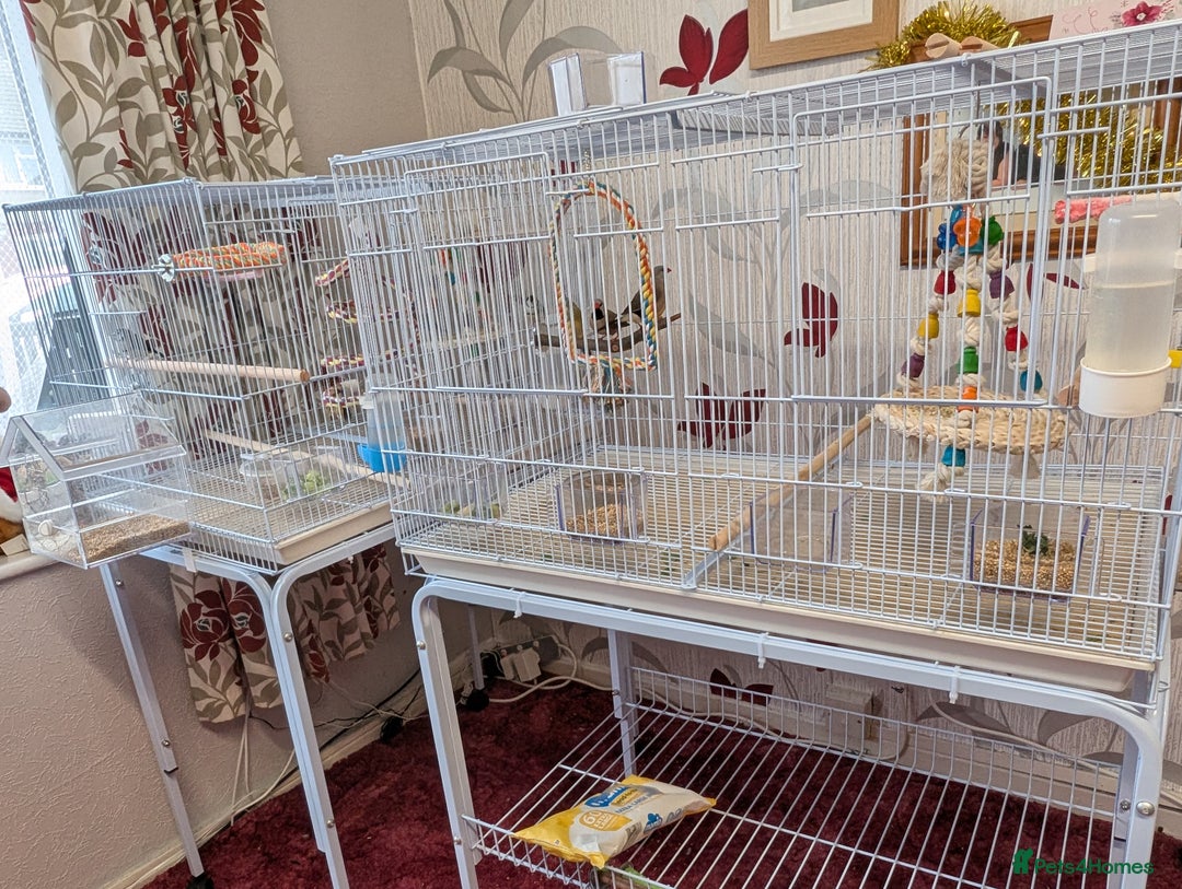 Finches birds for sale: Finches - Advert 3