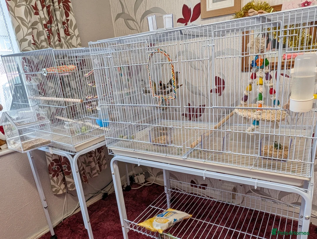 Finches birds for sale: Finches - Advert 3