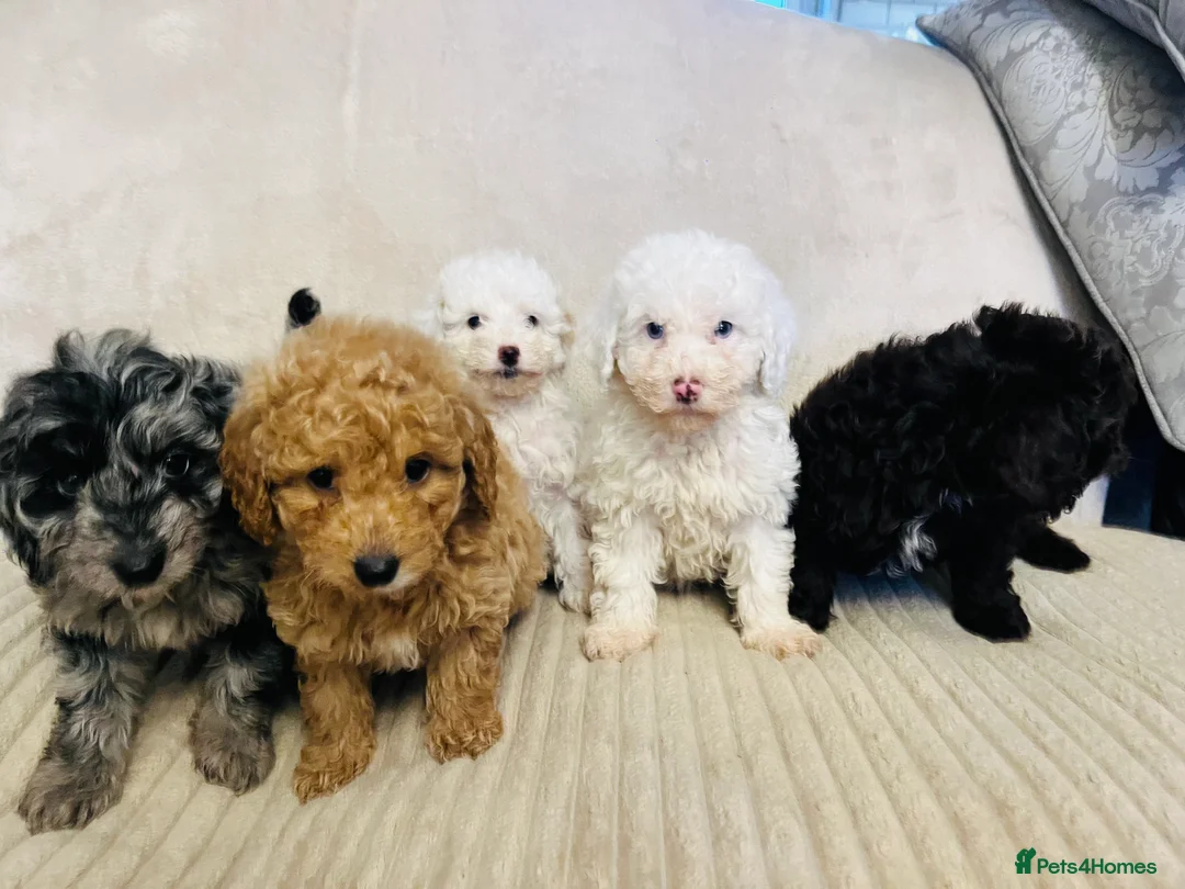Cockapoo dogs for sale: Stunning f1b cockapoo puppys  - Advert 6