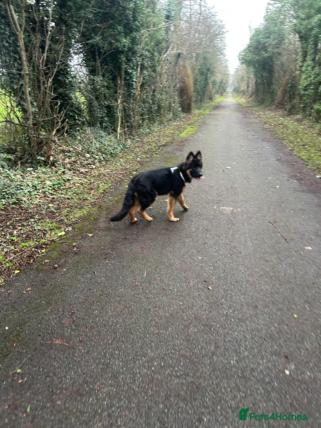 German Shepherd dogs for sale: 7 month old female GSD - Advert 13