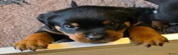 Rottweiler dogs for sale: Health tested Rottweiler puppy’s for sale  - Advert 26