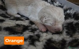 German Shepherd dogs for sale: Ready this Thur 17 July KCReg GSD 1 boy left £1300 in Kingussie - Image 5