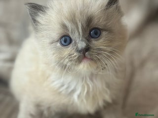 Ragdoll cats Full pedigreed ragdoll kittens - Advert 4