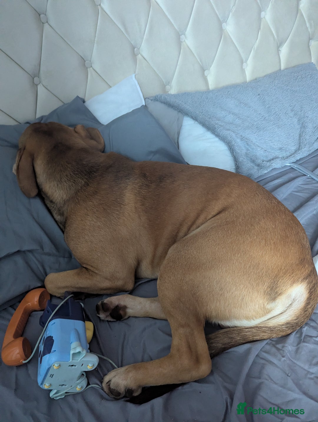 Mixed Breed dogs for sale: Medium size dog  - Image 6