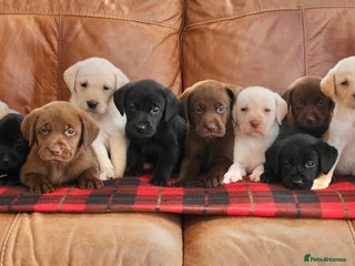 Labrador Retriever dogs Stunning Health Tested Labrador Puppies - Advert 3