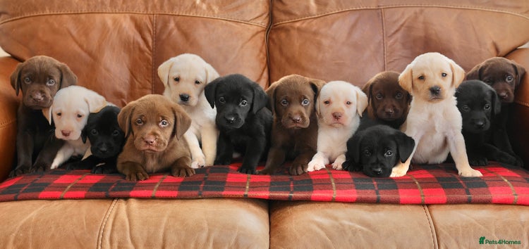 Labrador Retriever dogs Stunning Health Tested Labrador Puppies - Advert 8