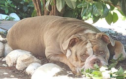Mixed Breed dogs for sale: The tale of 2 sisters - Image 4