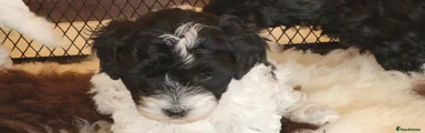Yorkiepoo Puppy 1