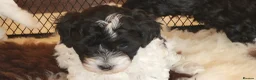 Yorkiepoo dogs for sale: Yorkiepoos 2 Stunning Boys  from Licensed Breeder  - Advert 6