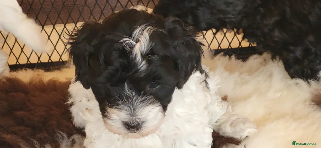 Yorkiepoo dogs for sale: Yorkiepoos 2 Stunning Boys  from Licensed Breeder  - Advert 6