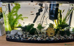 Platies fish for sale: Platy fish for sale - Image 3