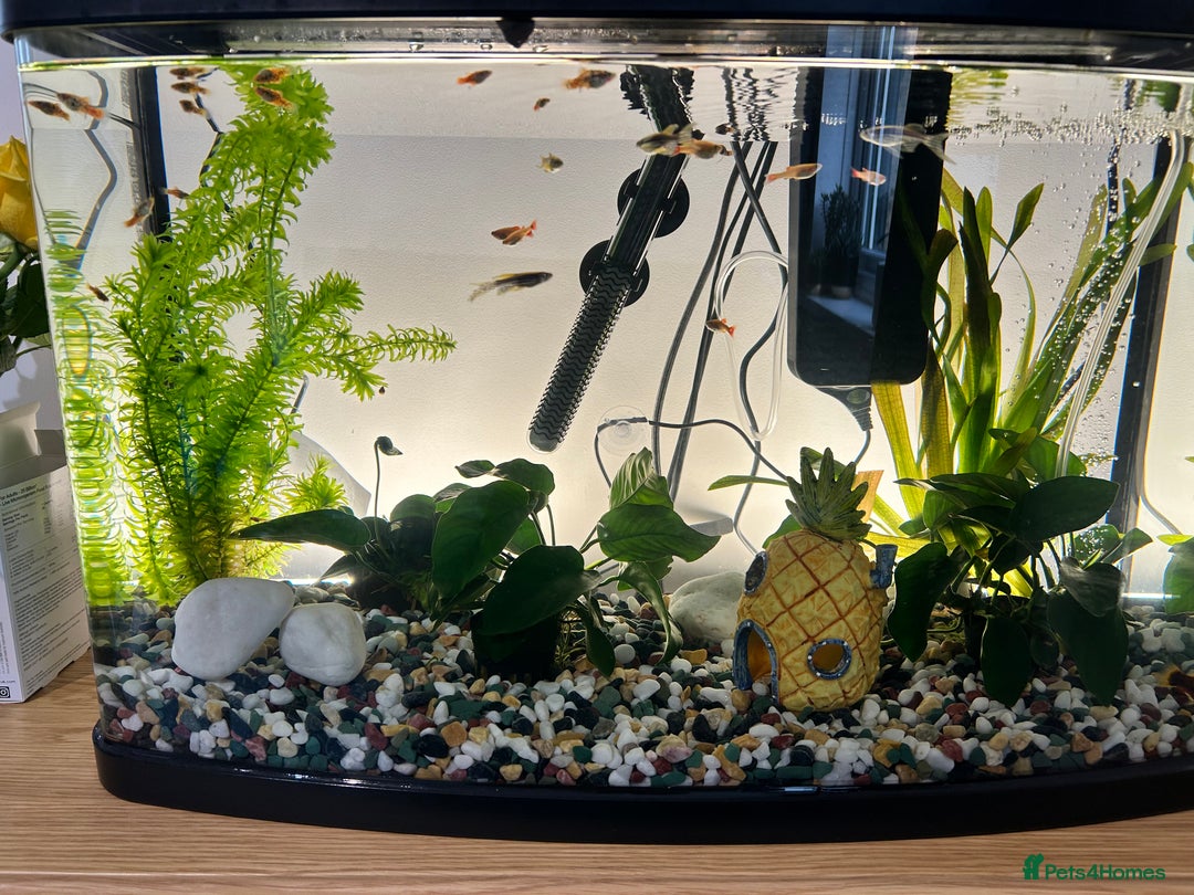 Platies fish for sale: Platy fish for sale - Image 3