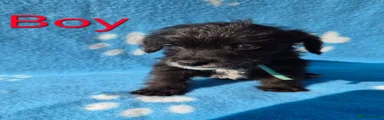 Jackapoo 1