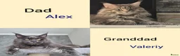 Maine Coon cats for sale: Paradaiseforyou Maine Coon Boys AVAILABLE (Large) - Advert 25