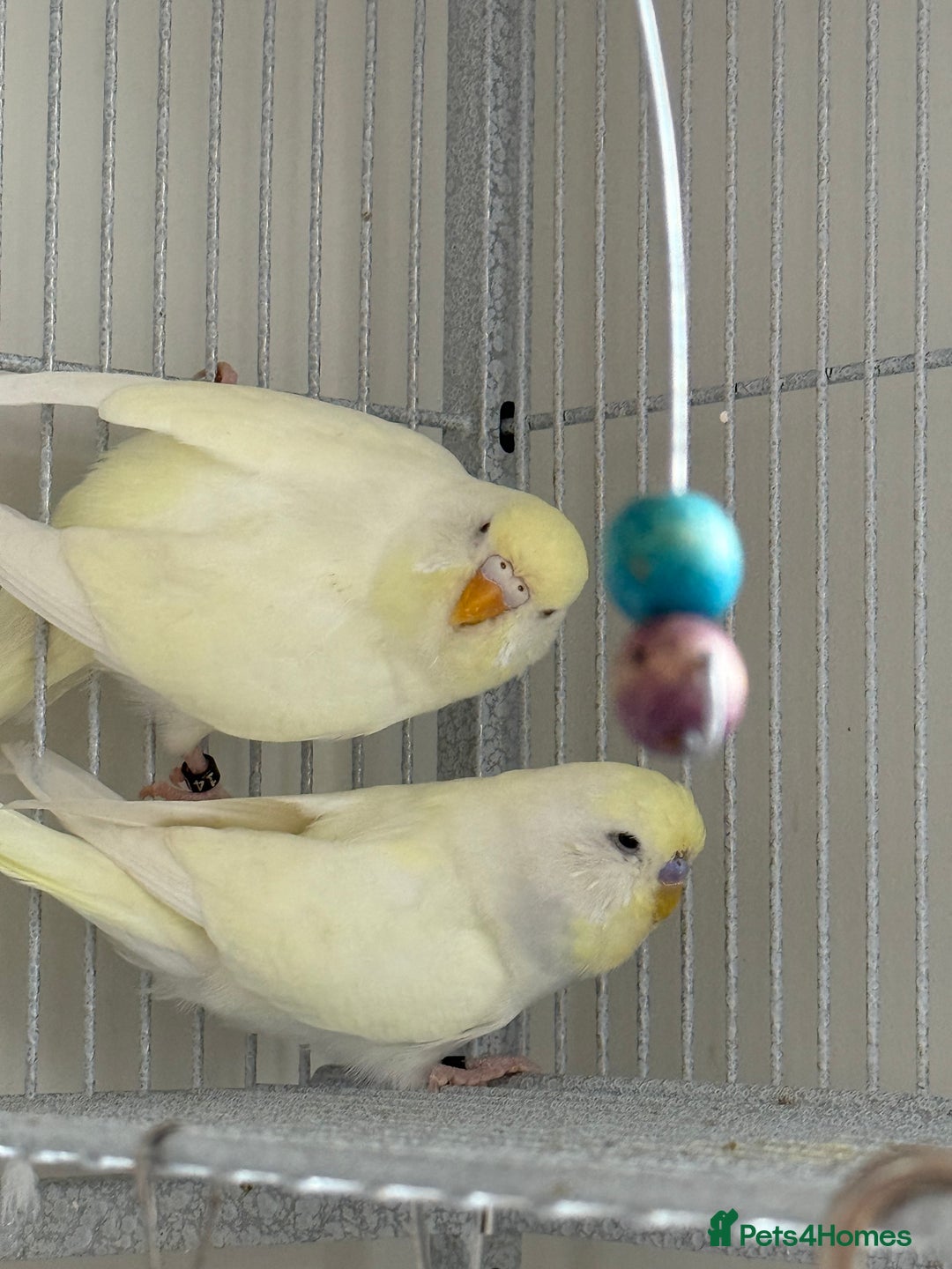 Budgerigars birds for sale: Young Budgies - Advert 8