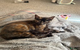 Mixed Breed cats for sale: Female kitten  - Image 3
