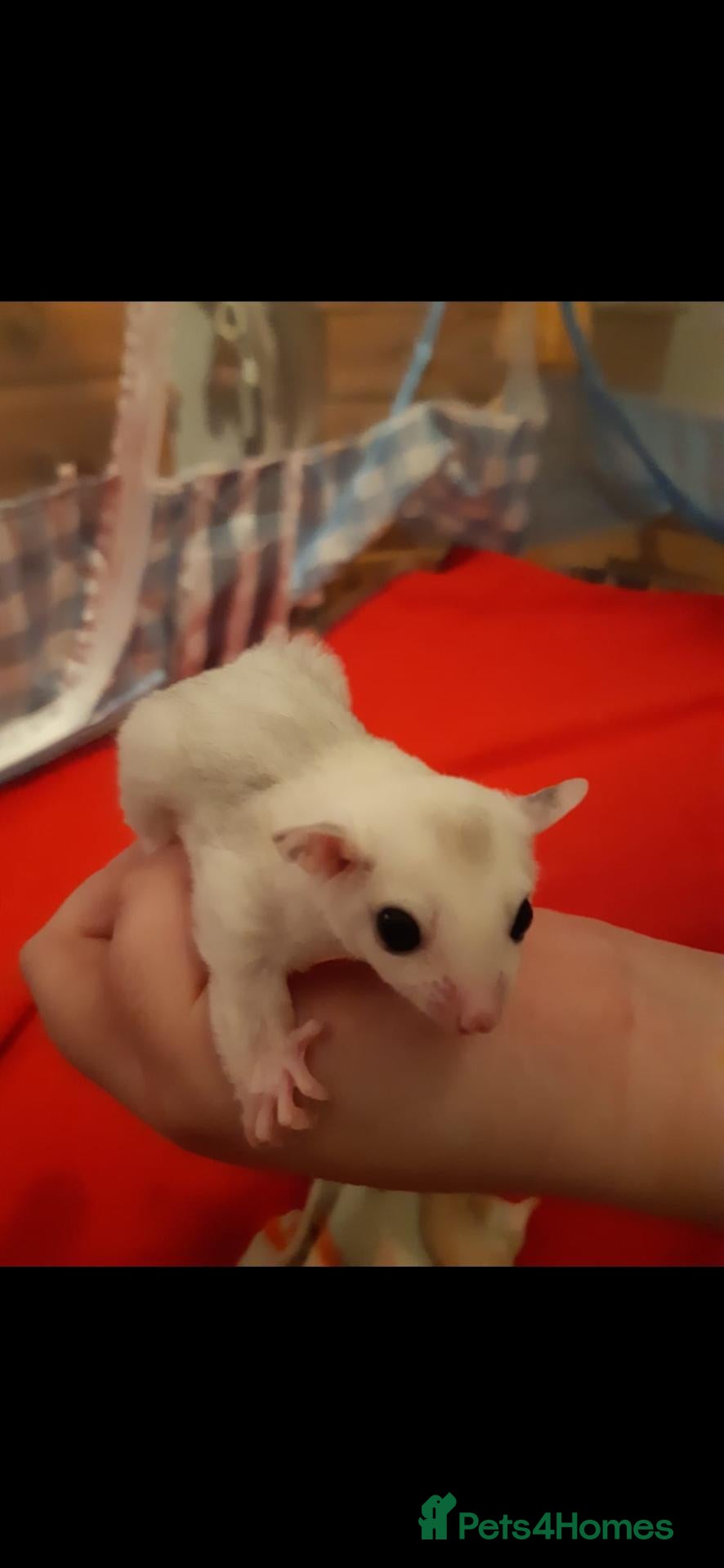 Sugar Glider rodents Rare mocistic morph with lineage  - Advert 1