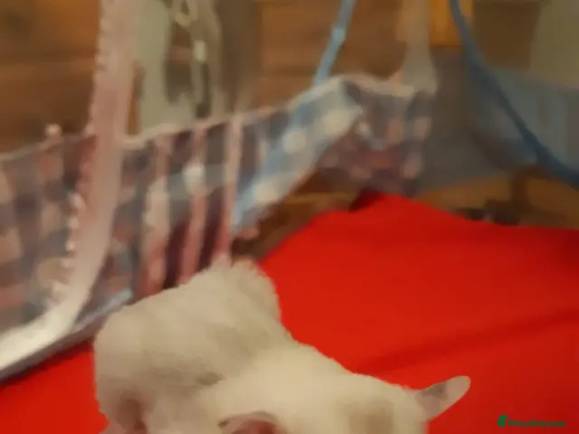 Sugar Glider rodents Rare mocistic morph with lineage - Advert 1