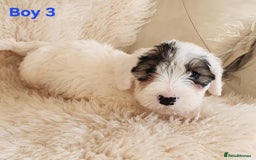 Sealyham Terrier dogs for sale: Sealyham terrier puppy’s  - Image 7