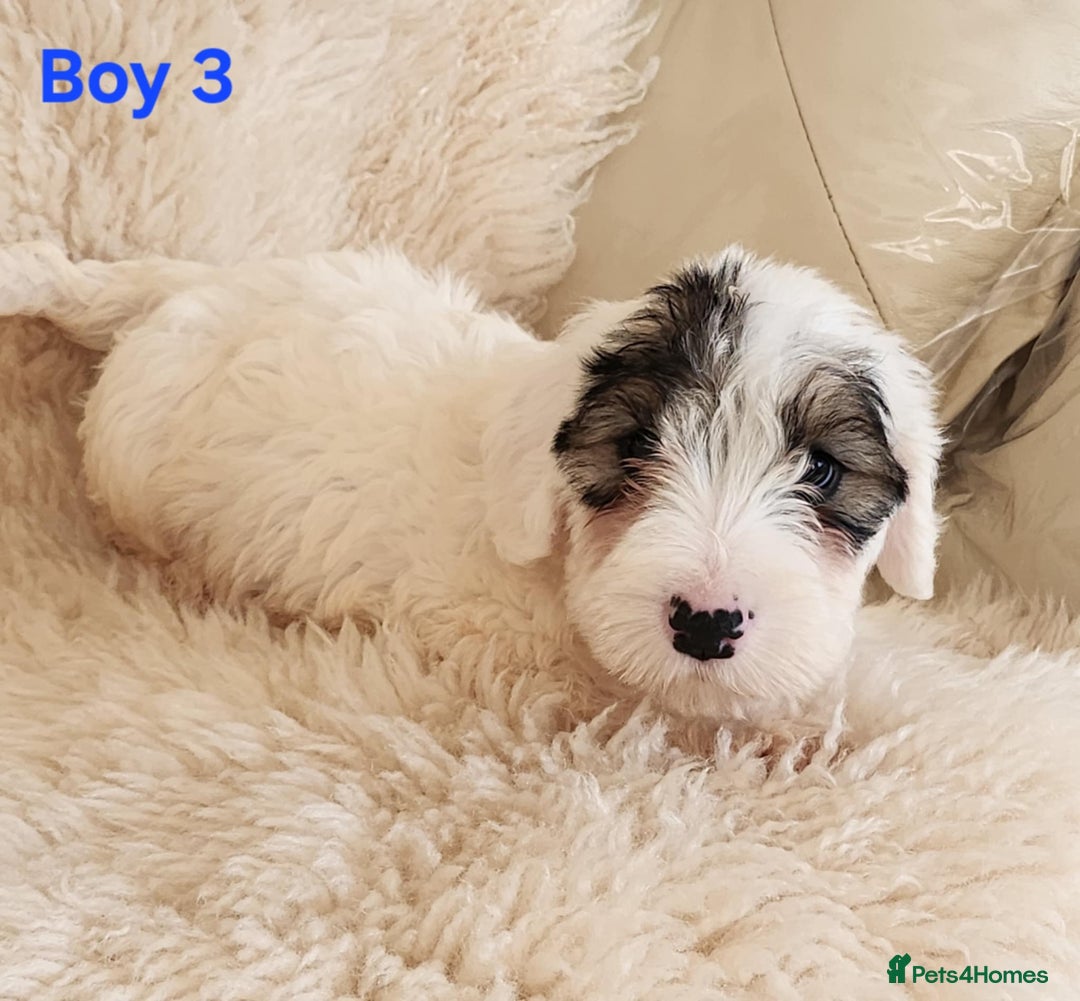 Sealyham Terrier dogs for sale: Sealyham terrier puppy’s  - Image 7