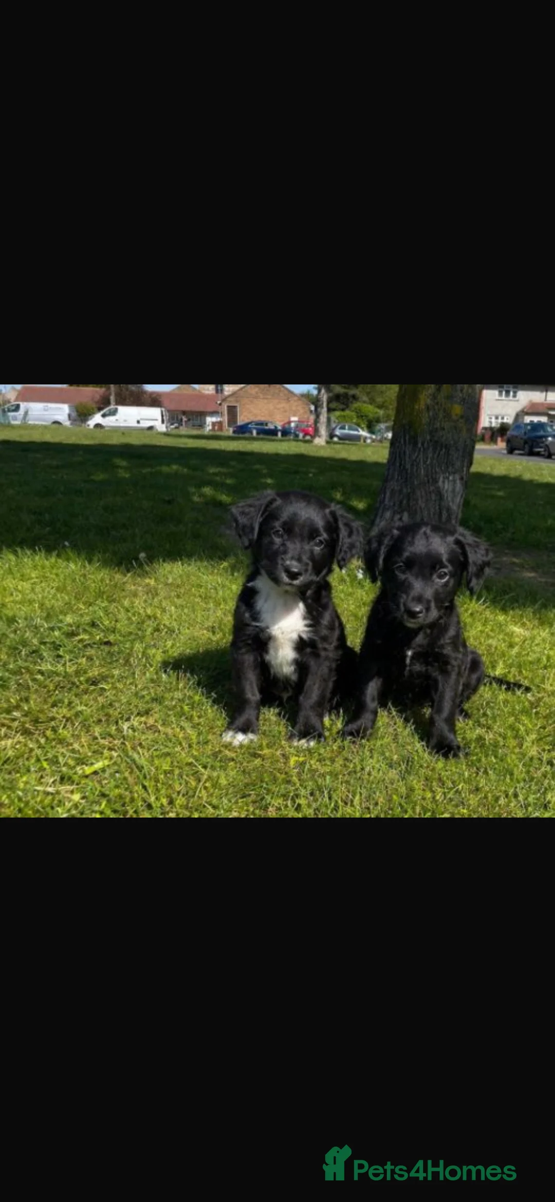 Cocker Spaniel dogs for sale: Beautiful cute cocker spaniel puppies in Dagenham - Advert 2