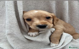 Labrador Retriever dogs for sale: Stunning Labrador puppies ready Wednesday!!! - Image 13