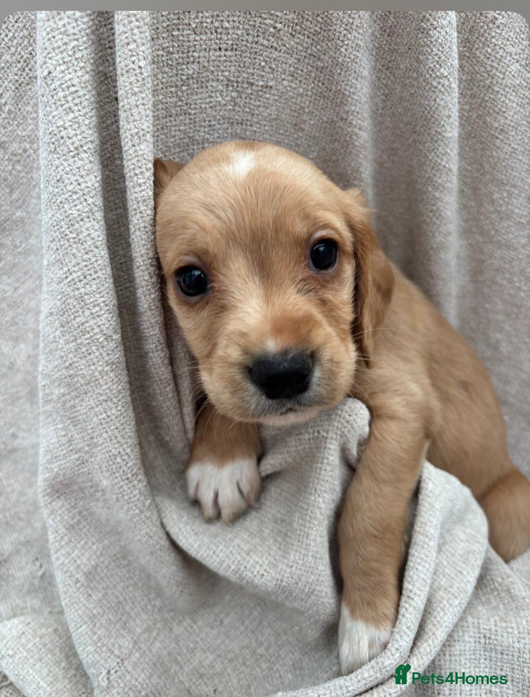 Labrador Retriever dogs for sale: Stunning Labrador puppies ready Wednesday!!! - Image 13