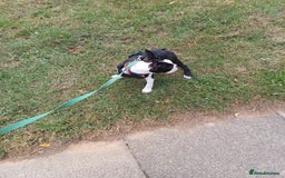 Boston Terrier dogs for sale: Boston Terrier Puppy 5 - Stunning healthy puppies - Image 6