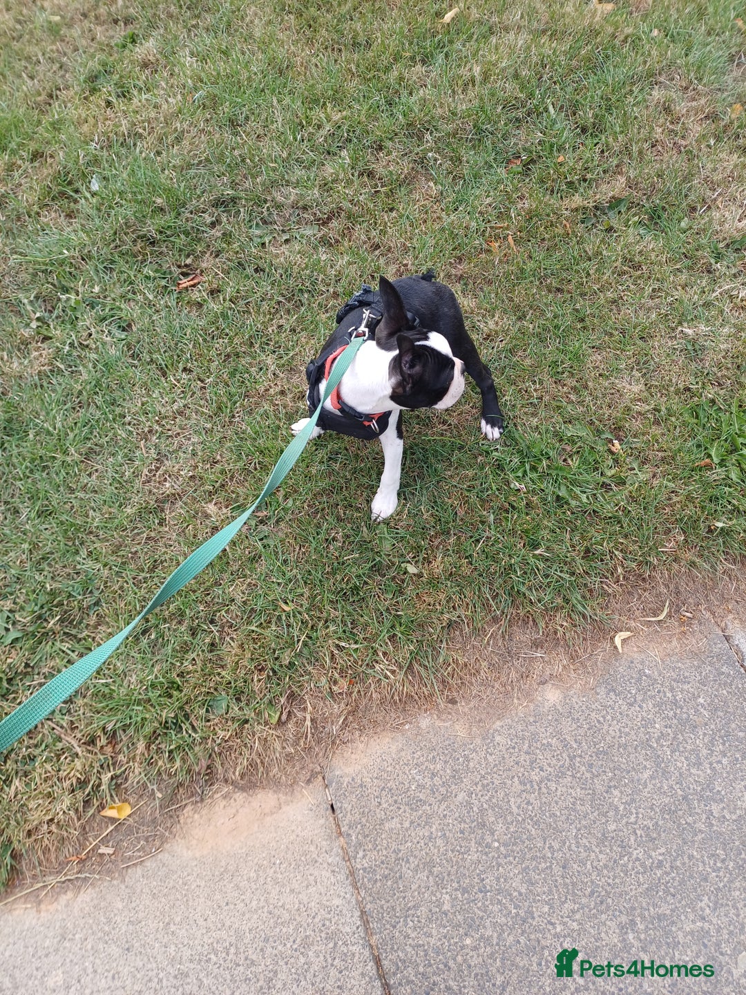 Boston Terrier dogs for sale: Boston Terrier Puppy 5 - Stunning healthy puppies - Image 6