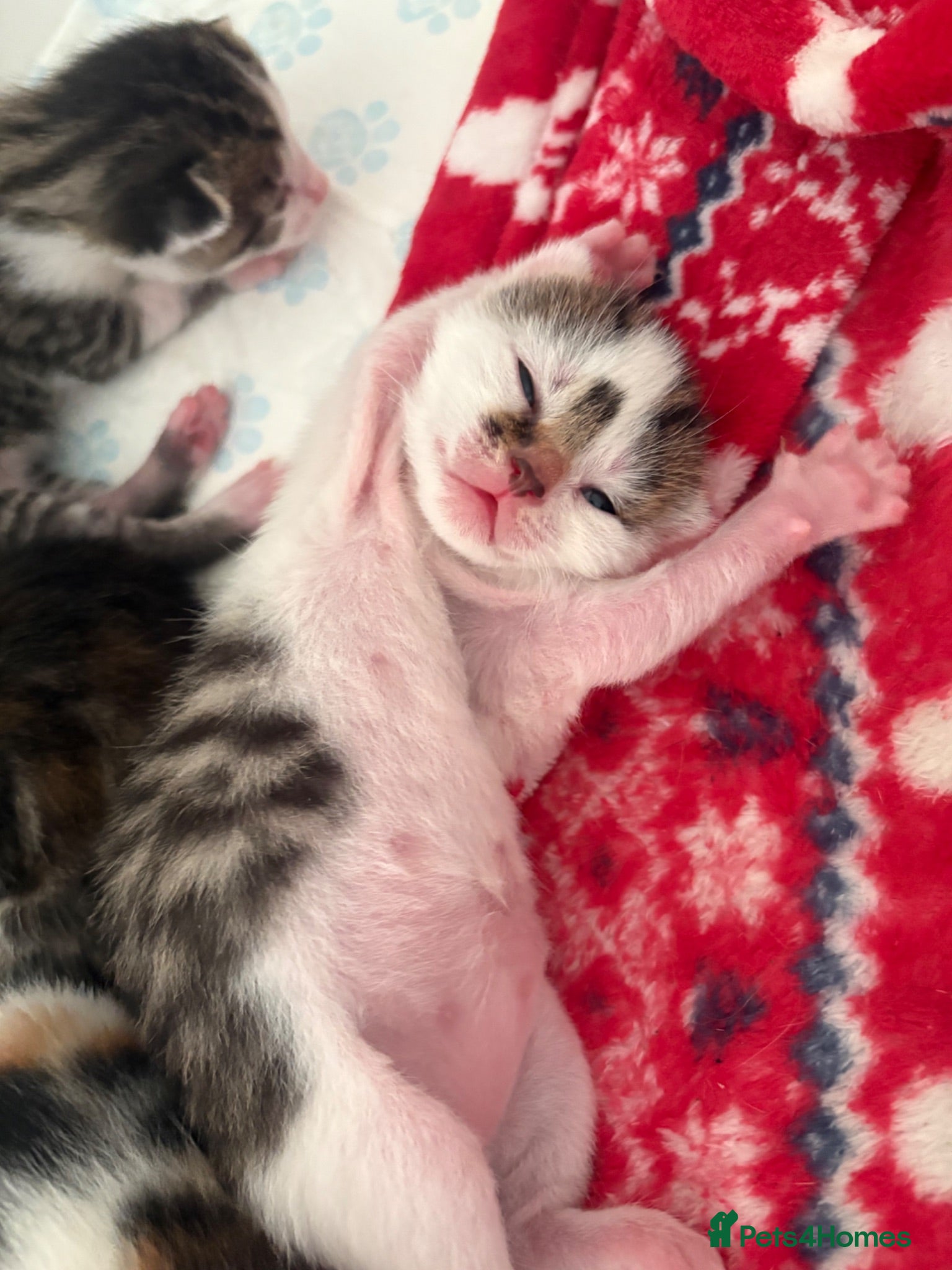 Domestic Shorthair cats Beautiful kitten  - Advert 1