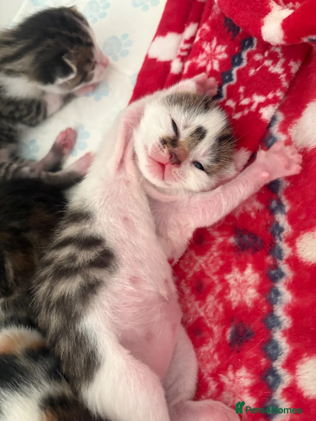 Domestic Shorthair cats for sale: Beautiful kitten  - Advert 1