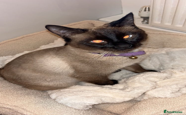 Ragamese cats - Advert 1