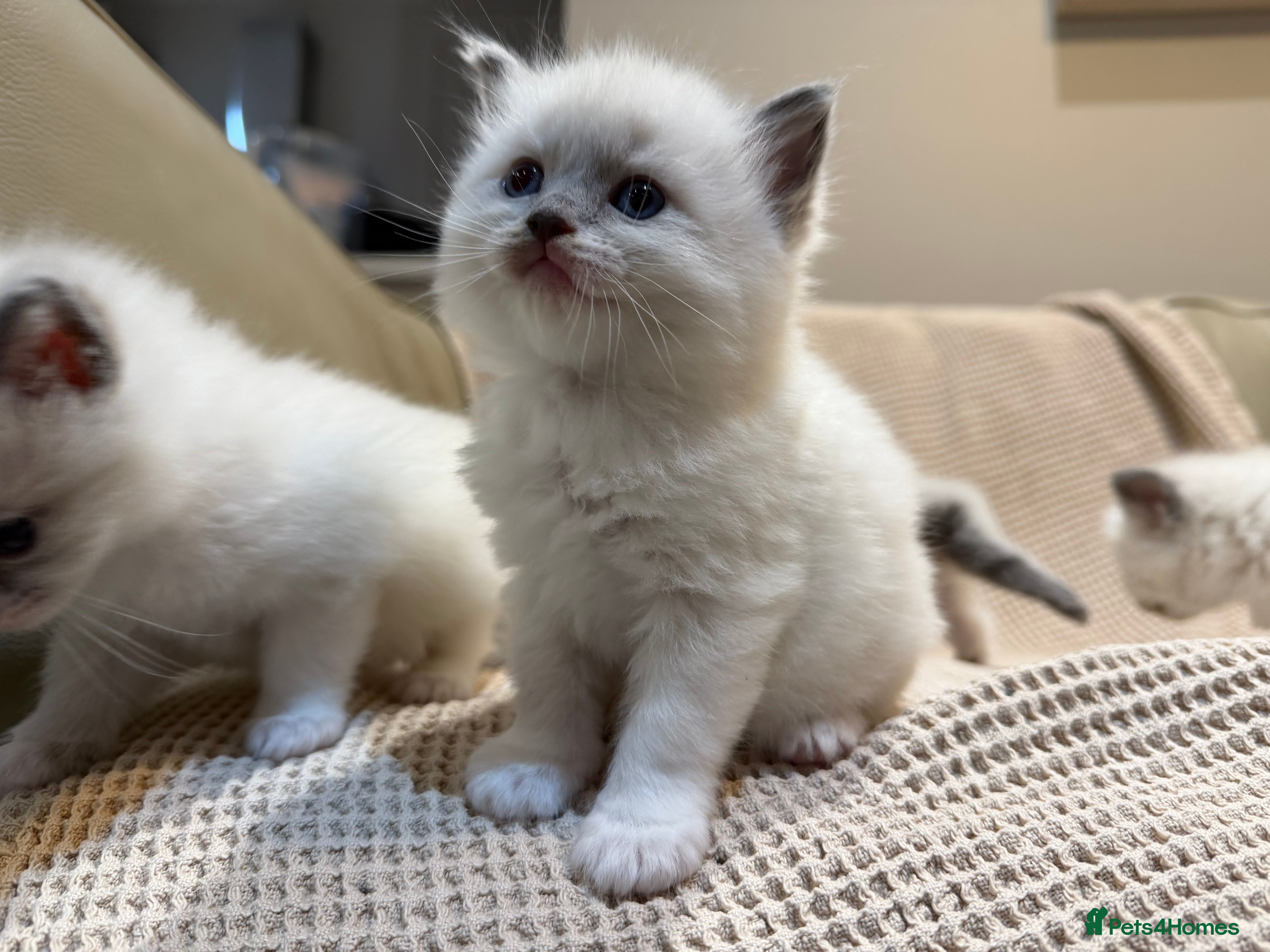 Ragdoll cats Pure adorable 💗💙 Ragdolls 💙💗 - Advert 10