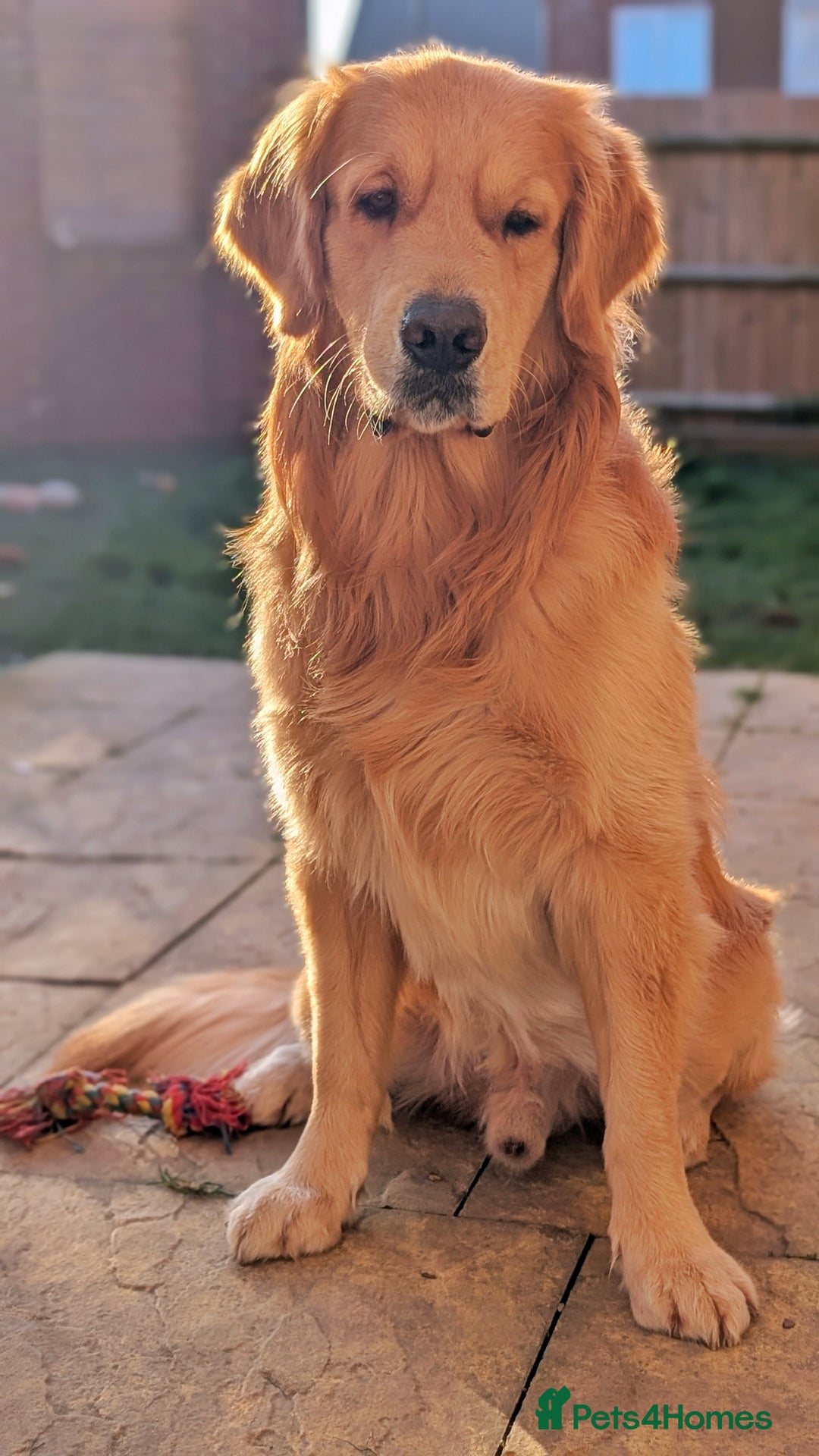 Golden Retriever dogs for stud: KC Registered Golden Retriever Stud in Crawley - Advert 11