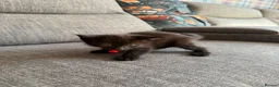 Maine Coon cats for sale: mainecoon kittens  - Advert 19