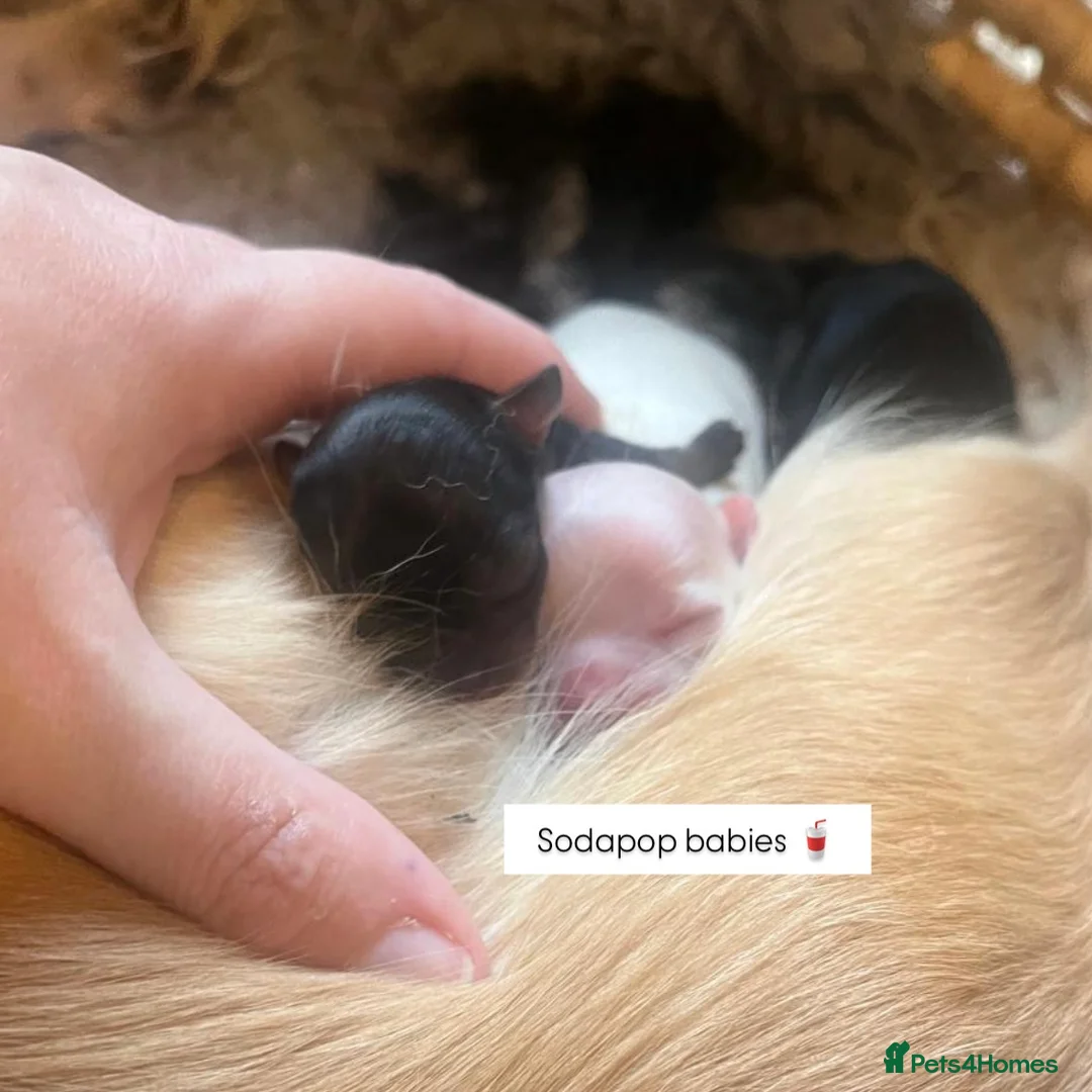 Chihuahua dogs for stud: ❤️ KC REG EXTENSIVELY HEALTH TESTED STUD ❤️ in London - Advert 17