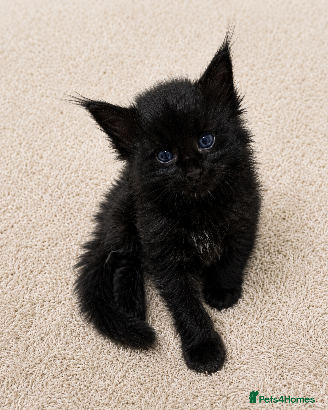 Maine Coon cats LOVELY Stunning Maine Coon Kittens XL Tabby/Black - Advert 1