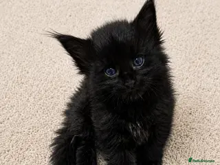 Maine Coon cats LOVELY Stunning Maine Coon Kittens XL Tabby/Black - Advert 1