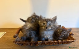 Maine Coon cats for sale: 🐾 Russian Maine Coon Kittens – TICA Registered 🐾 - Image 39