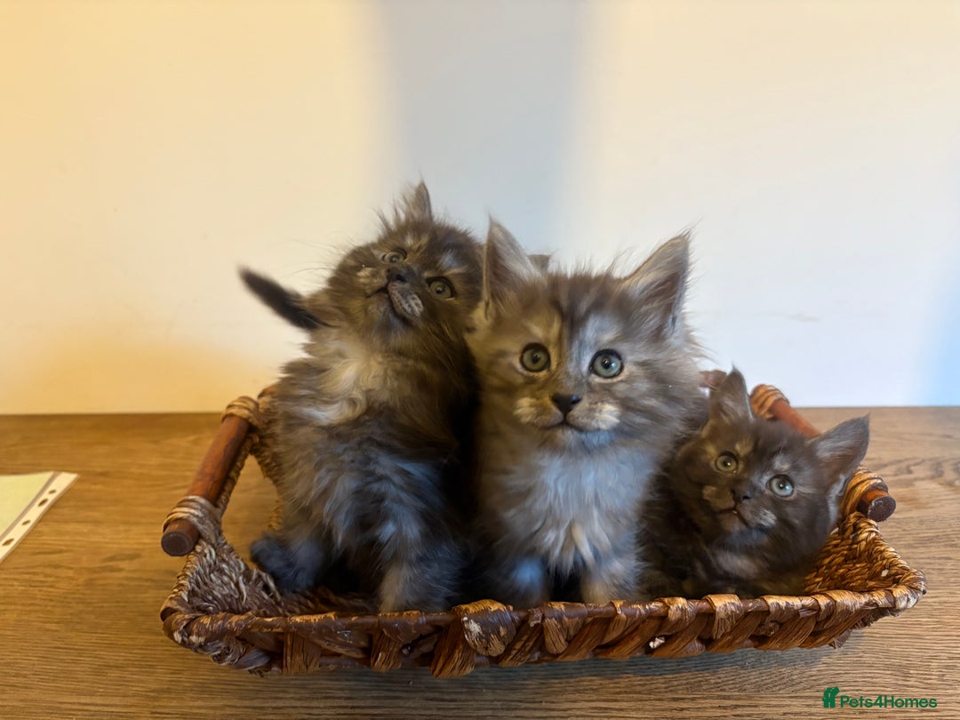 Maine Coon cats for sale: 🐾 Russian Maine Coon Kittens – TICA Registered 🐾 - Image 39